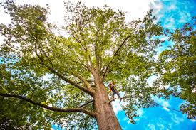 Professional Tree Removal in West Whittier Los Nietos, CA