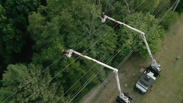 Best Hazardous Tree Removal  in West Whittier Los Nietos, CA