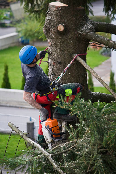 Best Tree Trimming and Pruning  in West Whittier Los Nietos, CA